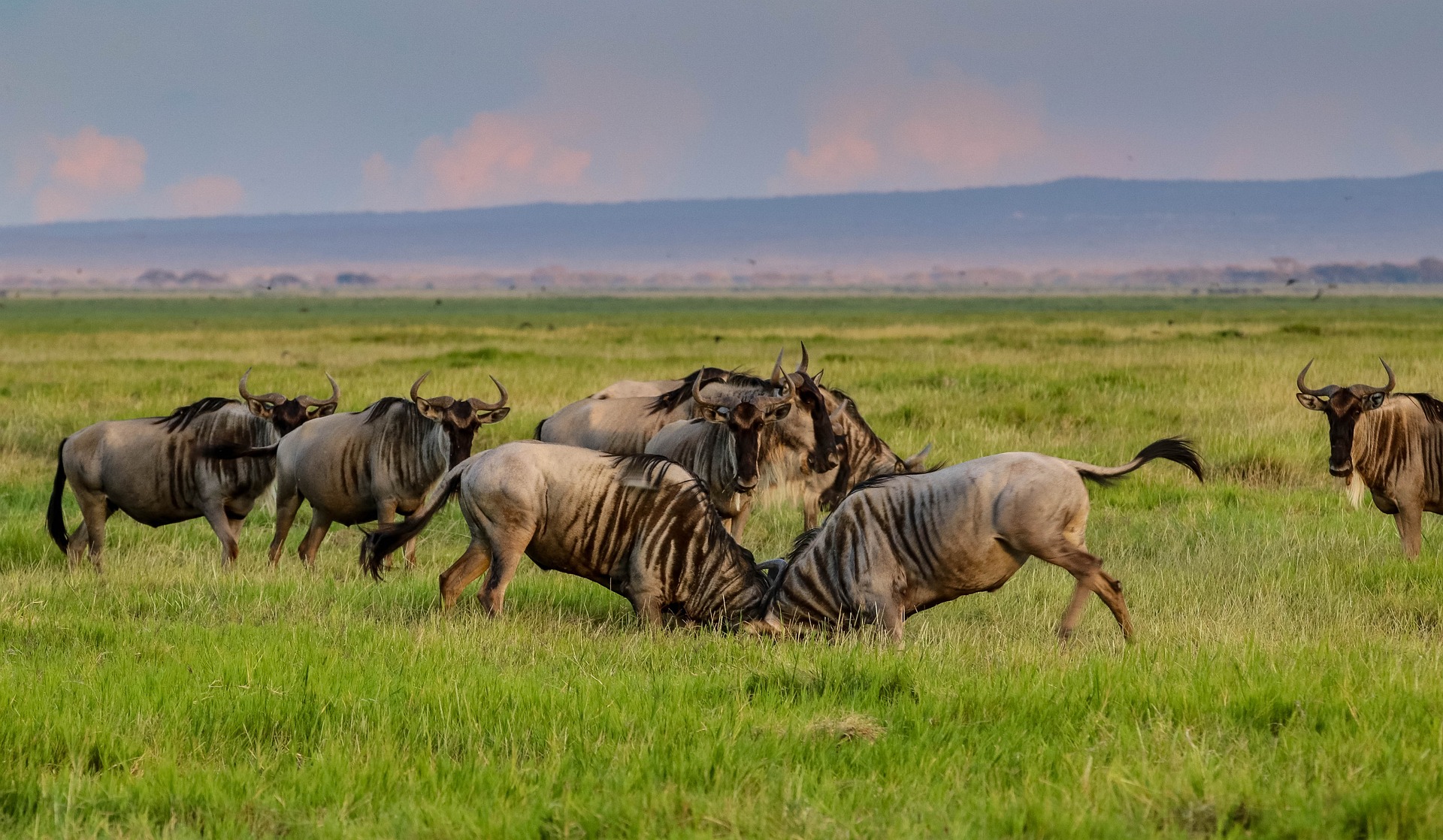 6 Days Great Migration