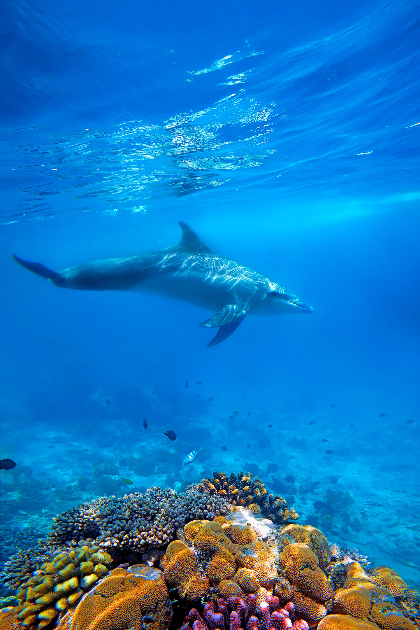 Snorkeling & Diving