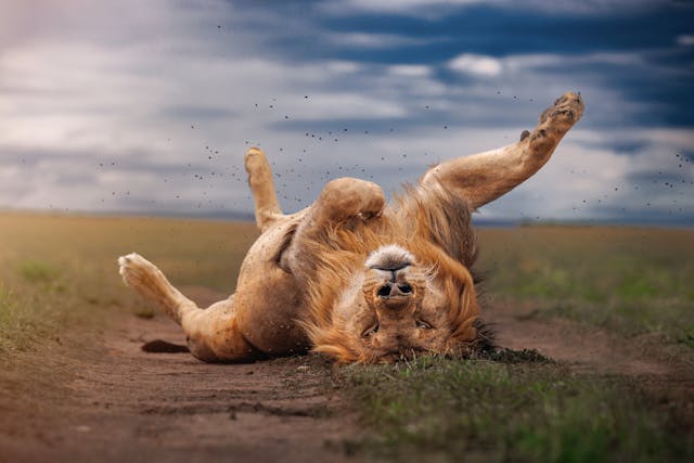 Safari Adventure